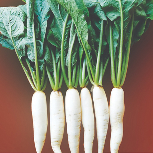 F1 HYBRID RADISH SUDHA